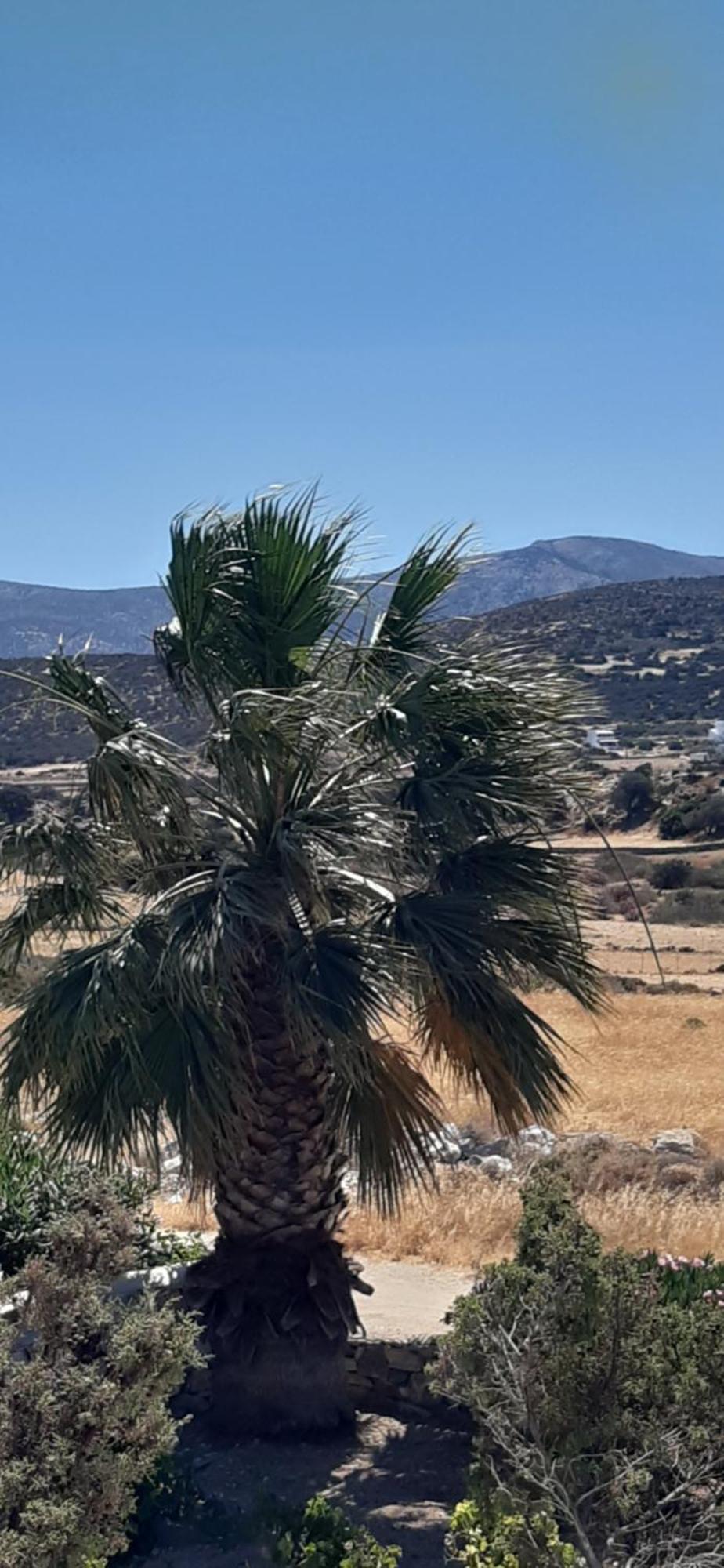 דירות אליקו ביץ' Haus Asterakia מראה חיצוני תמונה
